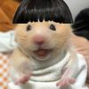_haniihae_
