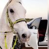nawafad645