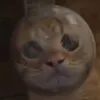 h0ney_h0e_