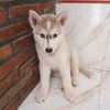 chinkubepuppies