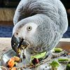 ozzythegreyparrot