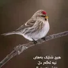 atamohamad7gmail.com1