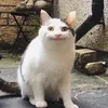 iccyon