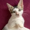 bubumycat3