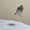 crykiwi