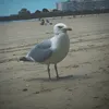 la_mouette_nugette