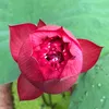 longnhiphatlotus