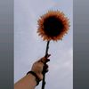 gianelm13