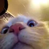 user11xe