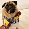 Pirate Pug Doug