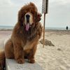 kovu_the_legend