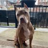 crunchythepit