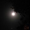 salem_644