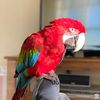 tinydinoflock