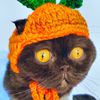 puma_the_cat007
