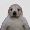 fyfjfbudkduzksbsj