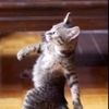 kittyflipper333