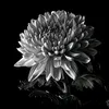 white.chrysant