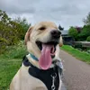 milothepuptato