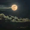 nashmeltaher