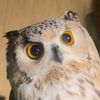 like_animal_owl354