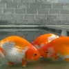 hobiiqu