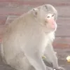 juunaja5