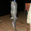 fishsc