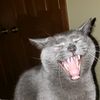 mrmittensthecat