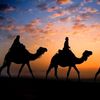 arar436
