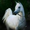 nawal_0090