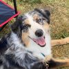 Canine Education