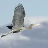 owenharlow20
