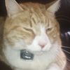 orangecatziggy