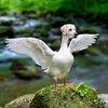 ruffruffgoose