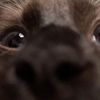lliwbrownie