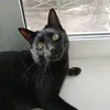 catvasiliycat