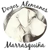 dogosalemanesmarra
