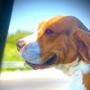 jackie_beagle