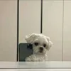 alina_22001