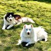 periandpups