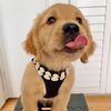 mauithegoldenboy