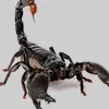 scorpionu2023