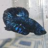 zio_bettafish