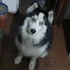 lahuskynadin