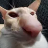 _alfred.kkkj1