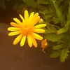 babisu10