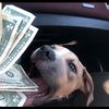 beast_taco