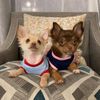 thechihuahuafamily1