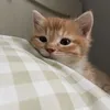 imtrynagethoes